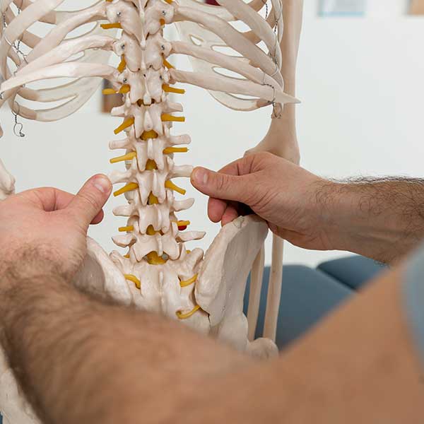 Ostéopathe montrant ses manipulations sur un faux squelette